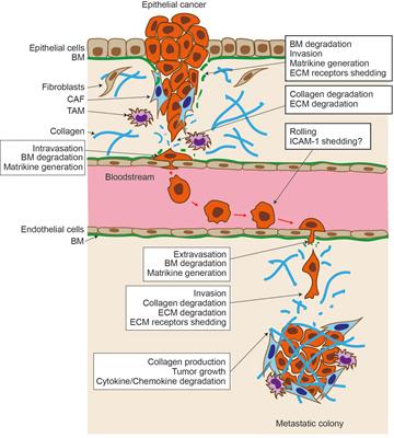 Proteolytic modulation of tumor microenvironment signals during cancer progression